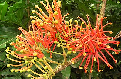 RODA DE FOGO (Combretum indicum)
