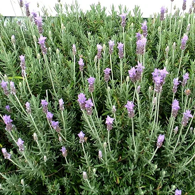 LAVANDA (Lavandula dentata)