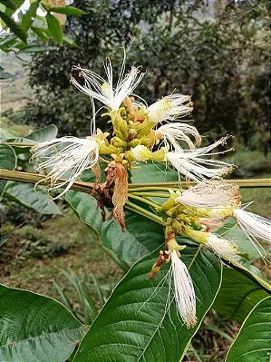 INGÁ (Inga edulis)