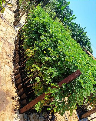 SANSÃO DO CAMPO (Mimosa caesalpiniifolia) – Mudas disponíveis em vários tamanhos