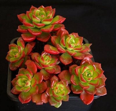 Echeveria Letizia