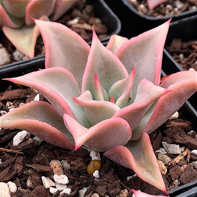 Echeveria Mediba
