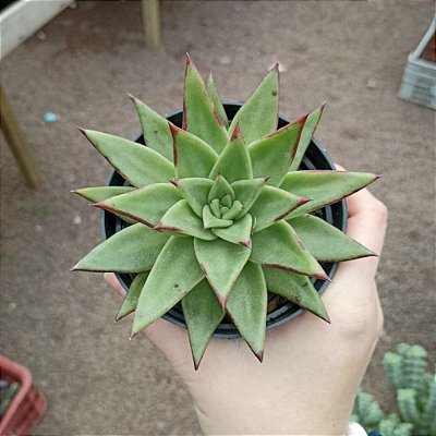ESTRELA VERDE (Echeveria Agavoides)