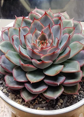 HÉRCULES (Echeveria hercules)