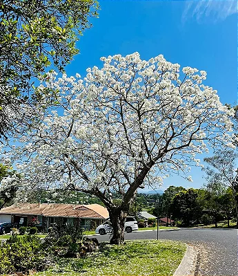 IPÊ BRANCO (Handroanthus roseoalbus) - Muda com até 1 metro