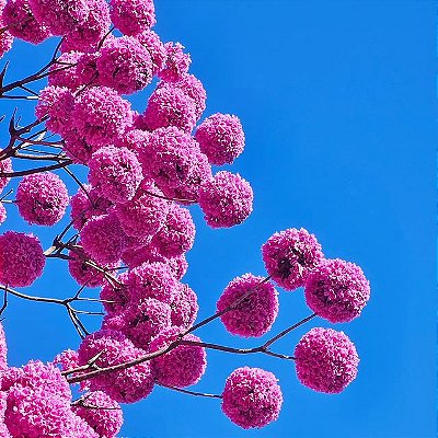 IPÊ ROXO BOLA (Handroanthus impetiginosus) - Muda com até 1 metro