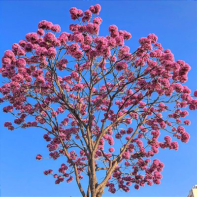 IPÊ ROXO BOLA (Handroanthus impetiginosus) - Muda com até 1 metro