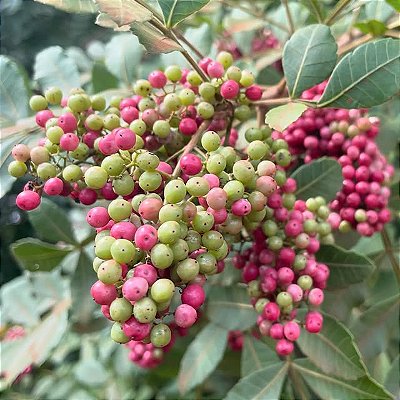 AROEIRA PIMENTEIRA (Schinus terebinthifolius Raddi)