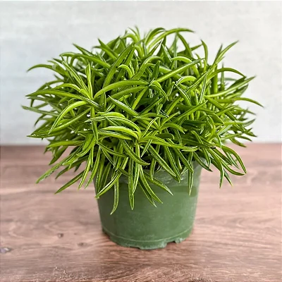 Peperomia ferreyrae