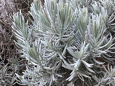 ALFAZEMA ou LAVANDA INGLESA (Lavandula angustifolia)
