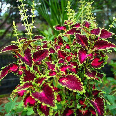 COLÉUS (Coleus scutellarioides)