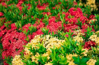 IXÓRIA MIDI COLORIDA (Ixora coccinea)