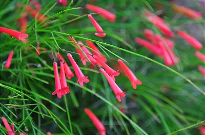 RUSSÉLIA VERMELHA (Russelia equisetiformis)