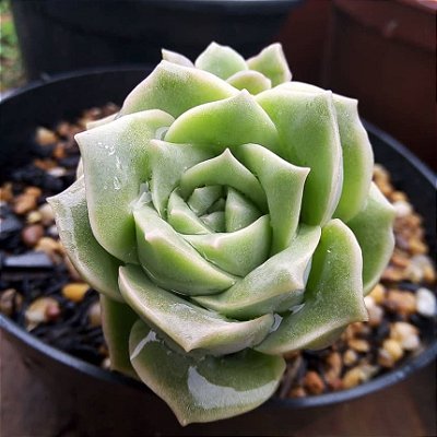 Graptoveira ‘Lovely Rose’