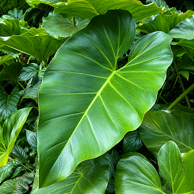 FILODENDRO ONDULADO (Thaumatophyllum undulatum) - Muda com até 60 cm