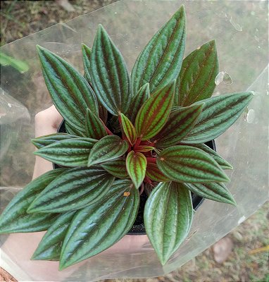 PEPEROMIA CAPERATA CORES (Peperomia caperata) - Pote 11