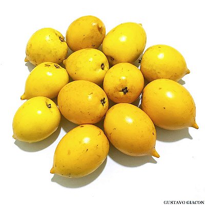 ABIU AMARELO (Pouteria caimito) - Muda com até 60 cm