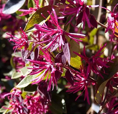 HAMAMÉLIS (Loropetalum chinense) - Muda com até 60 cm