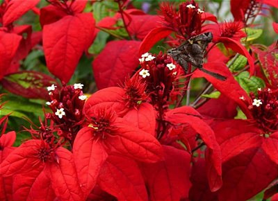 QUISQUALIS AFRICANO (Quisqualis falcata var. mussaendiflora) - Até 40 cm