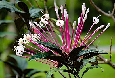 CLERODENDRO COTONETE (Clerodendrum quadriloculare) - Até 40 cm
