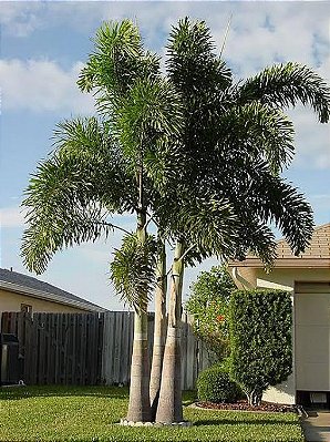 PALMEIRA RABO DE RAPOSA (Wodyetia bifurcata) – muda com até 60 cm