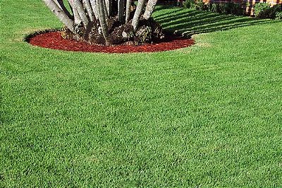 GRAMA ESMERALDA - Metro Quadrado m2 m²