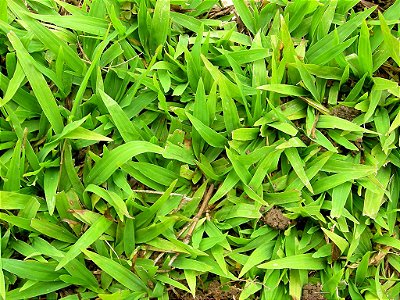 GRAMA SÃO CARLOS - Metro Quadrado m2 m²