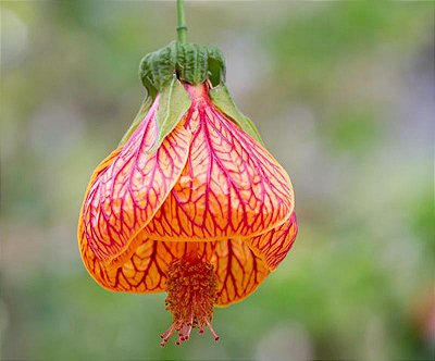 Flor de sino ou Lanterninha (Abutilon pictum) - muda com até 80 cm