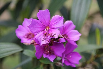 Quaresmeira (Tibouchina granulosa) - Até 60 cm