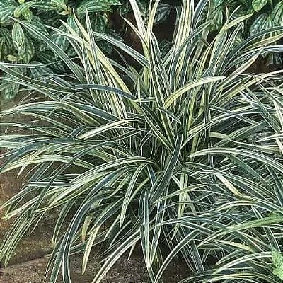 BARBA DE SERPENTE VARIEGATA (Ophiopogon japonicus 'variegata')