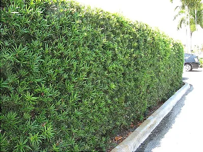 PODOCARPO (Podocarpus macrophyllus) - Muda com 1 metro