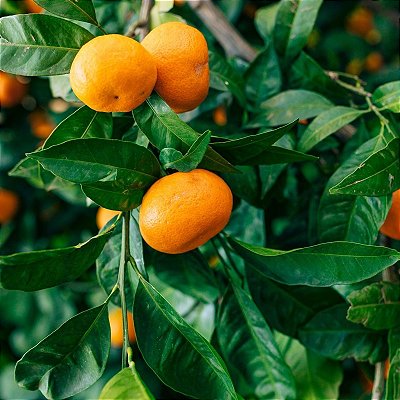 PONCÃ (Citrus reticulata) - Até 1 metro