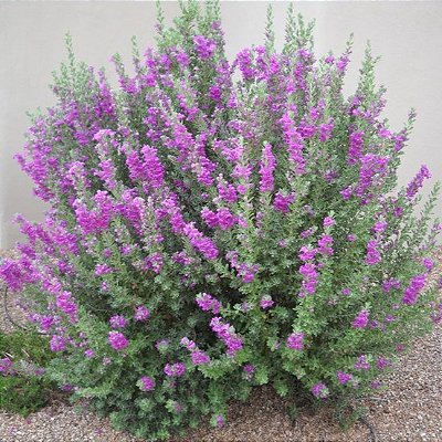 CHUVA DE PRATA (Leucophyllum frutescens) - Muda com 30 a 40 cm