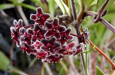 Flor de Cera Negra (Hoya carnosa black) - Cuia 21