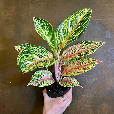 Aglaonema ‘Cocomelon’