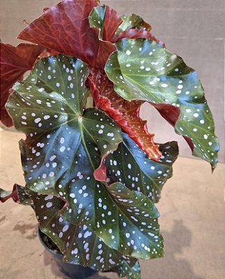 Begonia Maculata 'Mari' – Pote 15