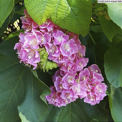 ASTRAPÉIA (Dombeya wallichii)