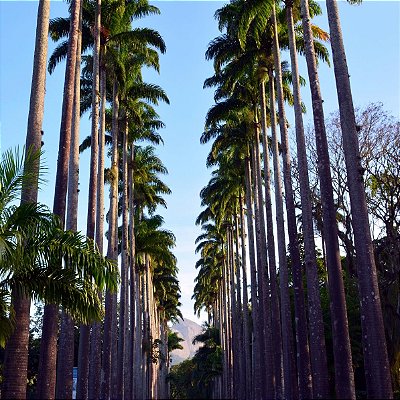 PALMEIRA IMPERIAL (Roystonea Oleracea) - Muda com até 1,20m