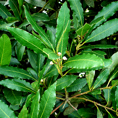 LOURO (Laurus nobilis) – Muda com até 1,20 m