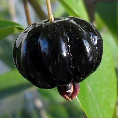 Pitanga Preta Enxertada (Eugenia uniflora)