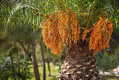 BUTIÁ (Butia odorata) - Muda com até 80 cm
