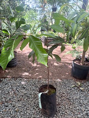 RAMBUTAN (Nephelium lappaceum) - Muda com até 80 cm