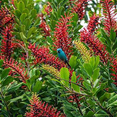 NORANTEA (Norantea brasiliensis) - Muda com até 60 cm
