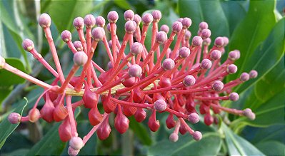 Norantea (Norantea brasiliensis) - Até 60 cm