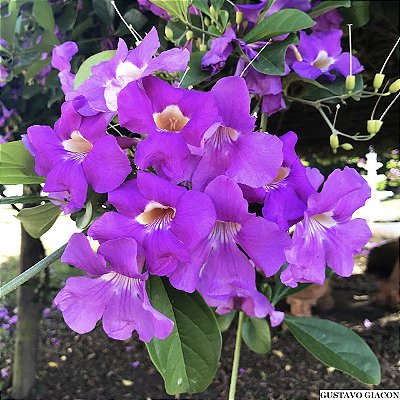 SARITÉIA (Saritaea magnifica) - Muda com até 1 metro