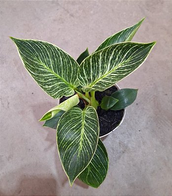 Philodendron 'Birkin' - Pote 12