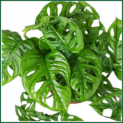 COSTELA DE EVA ou (Monstera adansonii) - C21