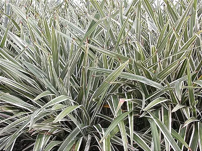 DIONELA (Dianella tasmanica) - 50 cm