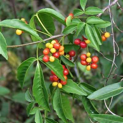 CHAL CHAL (Allophylus edulis) - Muda com até 1 metro