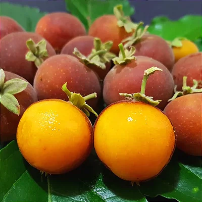 DOVYALIS (Dovyalis abyssinica x Dovyalis caffra) - Muda com até 60 cm